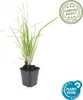 Calamagrostis acutiflora 'Karl Foerster' | 12 pezzi - Anteprima dell’immagine prodotto 3