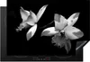 KitchenYeah© Herdabdeckplatte Zwei Orchideenblüten - Produktbild-Vorschau 1