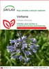 SAFLAX - Verbena - Verbena officinalis - 250 Semená Náhľad obrázku produktu 1