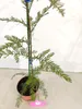 Sequoia sempervirens, sekwoja przybrzeżna, wysokość 40–60 Podgląd zdjęcia produktu 3