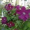 3 x Clematis Kletterplanzen Mix (3 Pflanzen): 3 kaufen/2 Produktbild-Vorschau 7