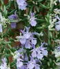 A close-up view of a flowering rosemary plant with delicate purple and white blossoms and green needle-like leaves. Produktbild-Vorschau