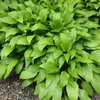 6 kusů rostliny Hartlelie lancifolia (Hosta lancifolia) | Náhled obrázku produktu 1