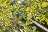 Gardena 17401-20 arbre/poignée/adaptateur pour outils à Voir les images du produit 2