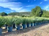 A row of potted Yucca Rostrata plants in a nursery or garden center, with a hilly landscape and blue sky in the background. Podgląd zdjęcia produktu