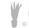 Bloomique - 2er Set - Sansevieria Laurentii - Bogenhanf - Produktbild-Vorschau 4