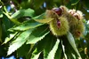 Esskastanie Castanea sativa 180 cm  Kastanie Kastanienbaum Produktbild-Vorschau 2