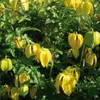 Clematis Bill MacKenzie 2L Náhled obrázku produktu 1