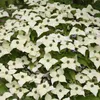 Japonský hloh 'Milky Way' - Cornus kousa 'Milky Way' | Náhled obrázku produktu 2