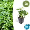 Půdopokryvná rostlina – stínomilná – pachysandra – Náhled obrázku produktu 1
