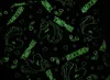 A dark background with a repeating pattern of glowing green unicorns, rainbows, hearts, and stars. Náhled obrázku produktu