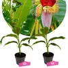 Set di 2 banani resistenti - Musa sikkimensis 'Red Tiger' - Anteprima dell’immagine prodotto 1