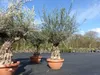 Olivenbaum in Bonsai-Schale, 190 - 210 cm knorrige urige Produktbild-Vorschau 8