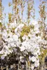Prunus serrulata 'Amanogawa', Japanische Säulenkirsche, Produktbild-Vorschau 1
