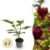 GreenboutiQ - Gartenpflanze - Magnolia Genie - Blüte Lila - Produktbild-Vorschau 1