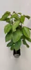 A small cherry tree sapling in a pot, presented against a plain white background. Podgląd zdjęcia produktu