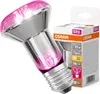 La lampada per piante OSRAM LED Star con filamento e base Anteprima dell’immagine prodotto 8