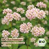 Samenliebe  Buchweizen Samen | Gründünger & Bienenpflanze - Produktbild-Vorschau 4