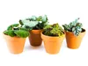 Gardners Begonia rex mix, priemer 6 cm Náhľad obrázku produktu 6