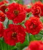 A close-up view of several bright red flowers with yellow centers, with green foliage in the background. Produktbild-Vorschau