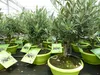 Olivenbaum Bonsai Formgehölz, Olive winterhart, Olea Produktbild-Vorschau 2