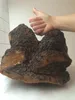 Chaga-Pilz portioniert in 120 Beuteln je 1g natürlich wild Produktbild-Vorschau 2