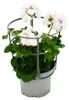 Geranien hängend - Pelargonium peltatum - 12cm Topf - Set Produktbild-Vorschau 2