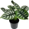 Alocasia baginda Silver Dragon Tropical Root Alocasia Anteprima dell’immagine prodotto 1