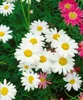 Leucanthemum vulgare, Margerite, weiß, ca. 9x9 cm Topf Produktbild-Vorschau 8