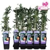 Passiflora Caerulea - ↨65Cm - Ø15 Náhľad obrázku produktu 11