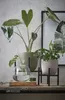 Mica Decorations Ascot Support pour plantes - L24 x l24 x Voir les images du produit 5