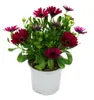 Cape basket – Osteospermum ecklonis – kvetináč 11 cm – sada Náhľad obrázku produktu 2