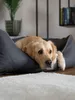 TrendPet Runa kunstleren mand grijs (100x75x30 cm) Productafbeelding-voorbeeld 8
