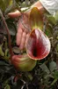 Rostlina Nepenthes lowii  – 5 semen Náhled obrázku produktu 4