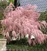 Kleinblütige Tamariske, 20-30 cm, Cont. 2,5 l Produktbild-Vorschau 1