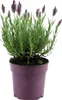 Bloomique - Lavandula Stoechas Anouk - Lavande Papillon - Voir les images du produit 1