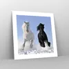 Poster - Poster ohne Rahmen - Tiere Schönheit Wettbewerb - Produktbild-Vorschau 7