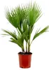 Bloomique - Washingtonia Robusta - Meksykańska palma Podgląd zdjęcia produktu 1