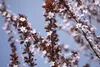 Prunus cerasifera 'Nigra', Blutpflaume, dunkelrot, 100–125 Produktbild-Vorschau 8