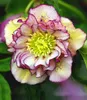 BALDUR Garten 1x Christrose 'Double Ellen Picotée', Pflanze Produktbild-Vorschau 2