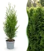 Green boutiQ - Haagplanten - Thuja occidentalis Smaragd - Voir les images du produit 1