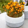 Botanische Krokusse Zwiebeln Winterhart Mehrjährig - Orange Produktbild-Vorschau 1