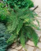 Schildfarn Proliferum, im 9 cm Topf - Polystichum setiferum Produktbild-Vorschau 3