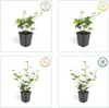 Irský brectan velkolistý (Hedera hibernica) - popínavá Náhľad obrázku produktu 5