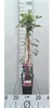 Akebia quinata - Schokoladenwein 50-60 cm | Topf Produktbild-Vorschau 2