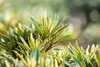 Rhododendron Hybride Graziella 30-40 cm, im Topf, immergrün Produktbild-Vorschau 7