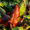 GreenboutiQ - Obstpflanze - Bananenpflanze - Ensete Produktbild-Vorschau 5
