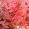 Roter Fächerahorn - Acer palmatum Atropurpureum 40-60 cm 3 Produktbild-Vorschau 2