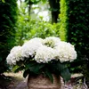Green boutiQ - Balkonpflanze - Hortensie - Hydrangea Produktbild-Vorschau 5