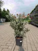 Rzadkość: Metrosideros excelsa, 80–100 cm, nowozelandzka Podgląd zdjęcia produktu 3